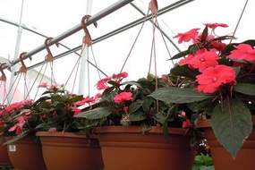 Hanging baskets
